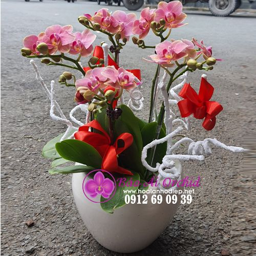 Chậu hoa mini cam - Món quà ý nghĩa 20-10 LHD-619