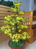 Chậu Hoa Mai Bonsai Giả Cao 1m25 Trang Trí Tết