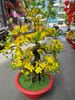 Chậu Hoa Mai Bonsai Giả Cao 80cm Trang Trí Tết
