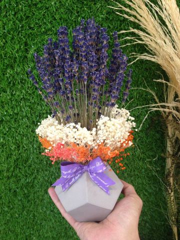 CHẬU HOA LAVENDER MINI