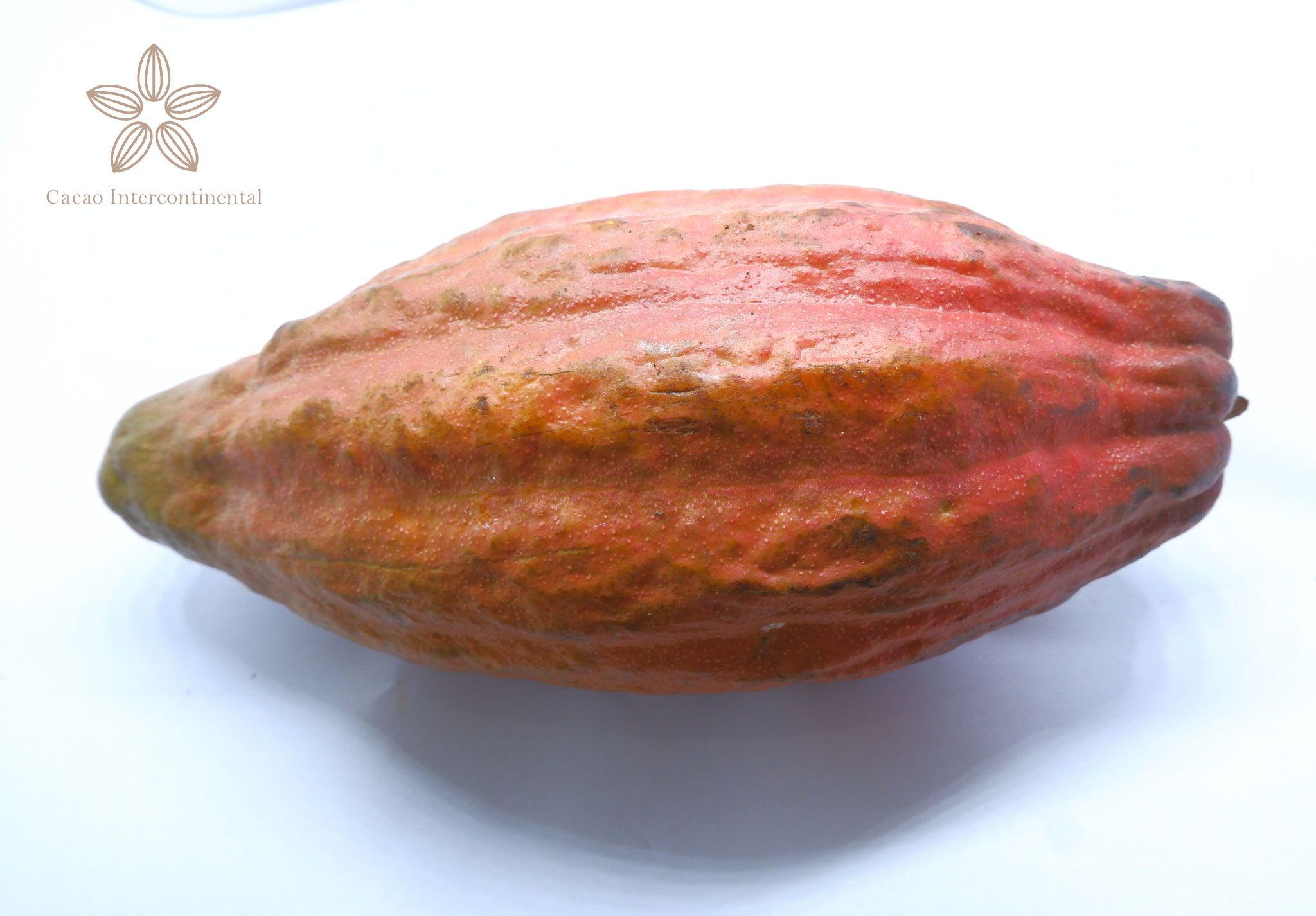 Trái cacao tươi