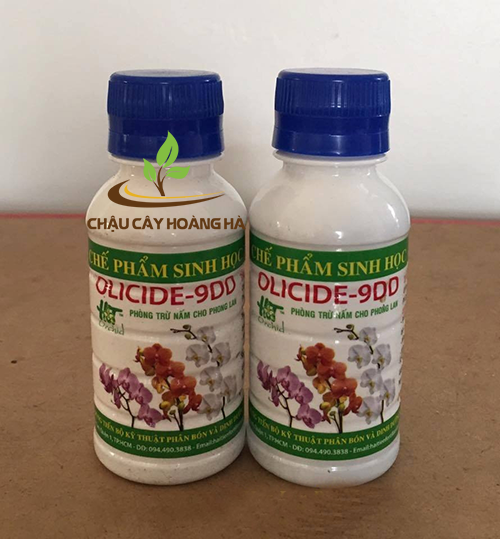 Chế phẩm sinh học OLICIDE-9DD phòng trừ nấm bệnh phong lan