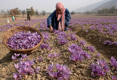 Nhuỵ Hoa Nghệ Tây - Saffron Iran thượng hạng