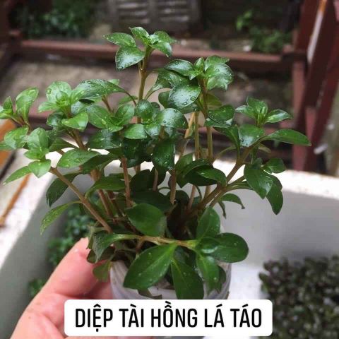 CÂY DIỆP TÀI HỒNG LÁ TÁO