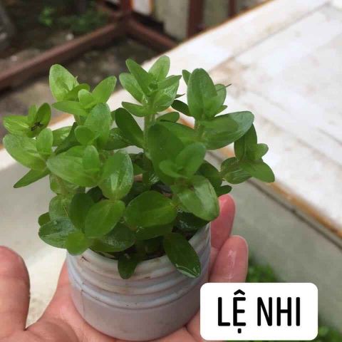 CÂY LỆ NHI