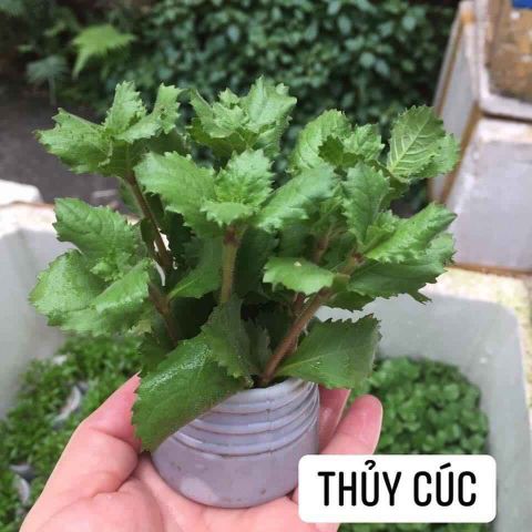 CÂY THỦY CÚC