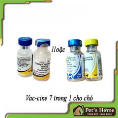 Vaccine 7 bệnh cho chó