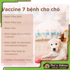 Vaccine 7 bệnh cho chó
