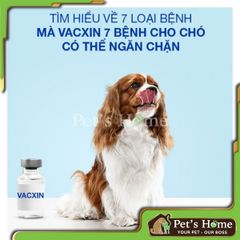 Vaccine 7 bệnh cho chó