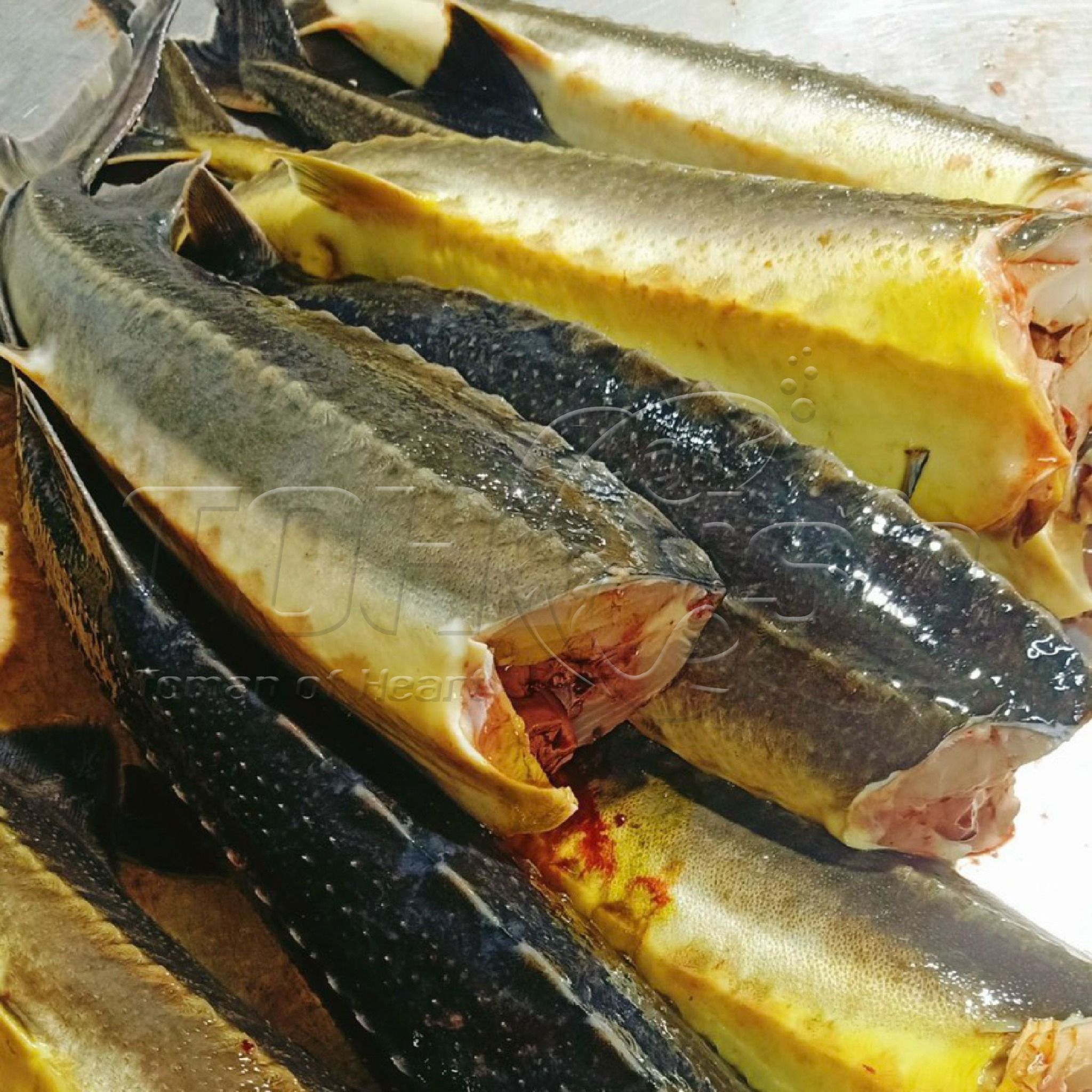 Cá Tầm Đà Lạt nguyên con 1kg/gói