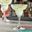 Pasabahce 44386 - Ly Thủy Tinh Pasabahce Capri Margarita Glass 315 ml | Nhập Khẩu Thổ Nhĩ Kỳ