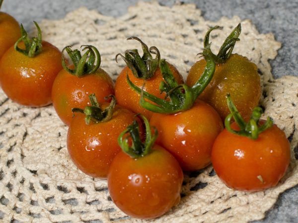  Cà chua bi đỏ hữu cơ- Organic red grape tomato- 1kg 