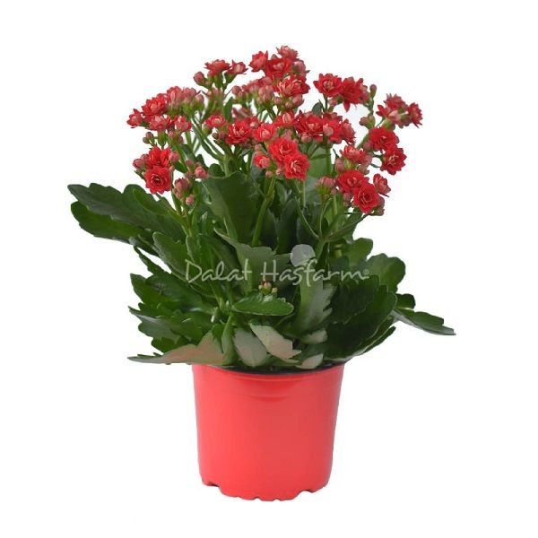 Chậu Sống Đời Kép Lớn