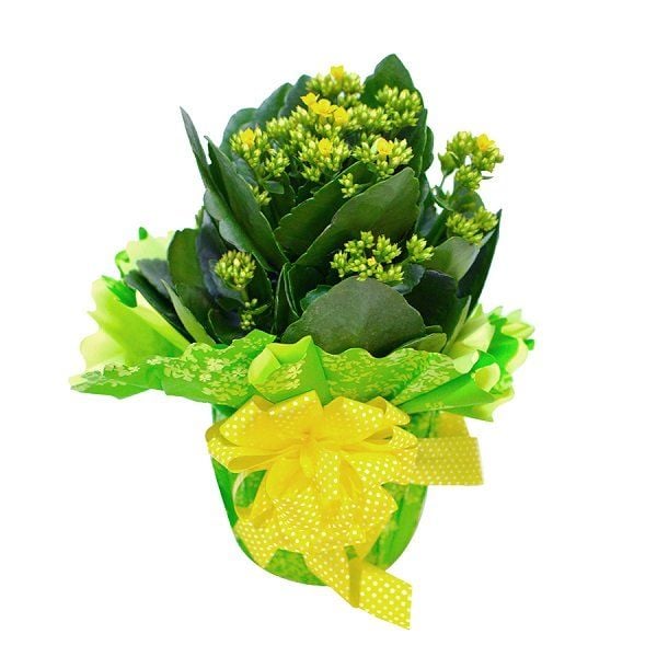 Chậu Sống Đời TD Gói