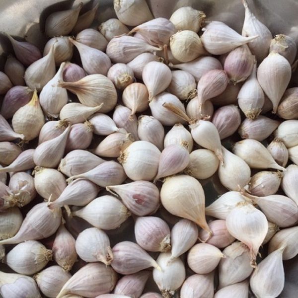 Tỏi Cô Đơn Lý Sơn 200g
