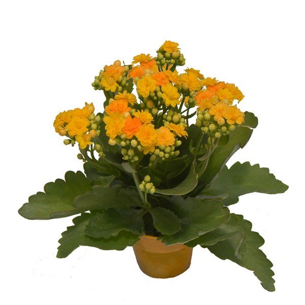 Chậu Sống Đời Mini Kép