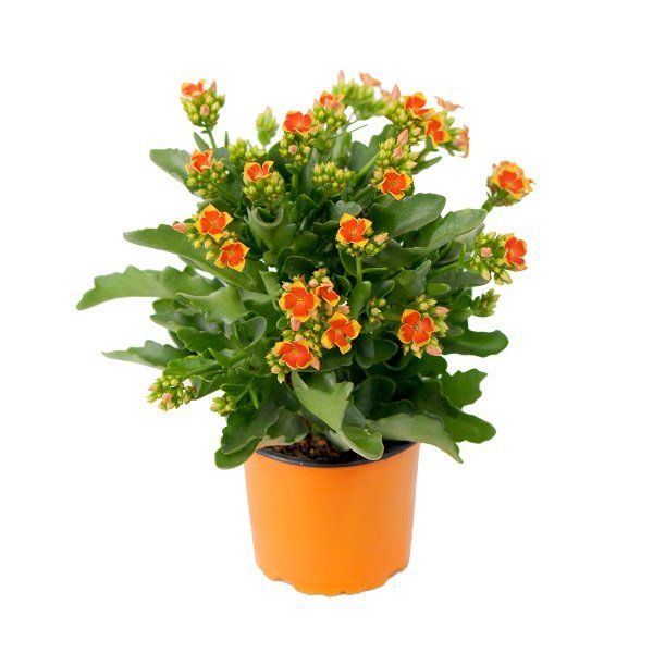 Chậu Sống Đời Trung Đơn