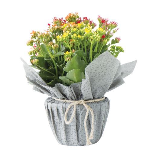 Chậu Sống Đời Lớn Gói