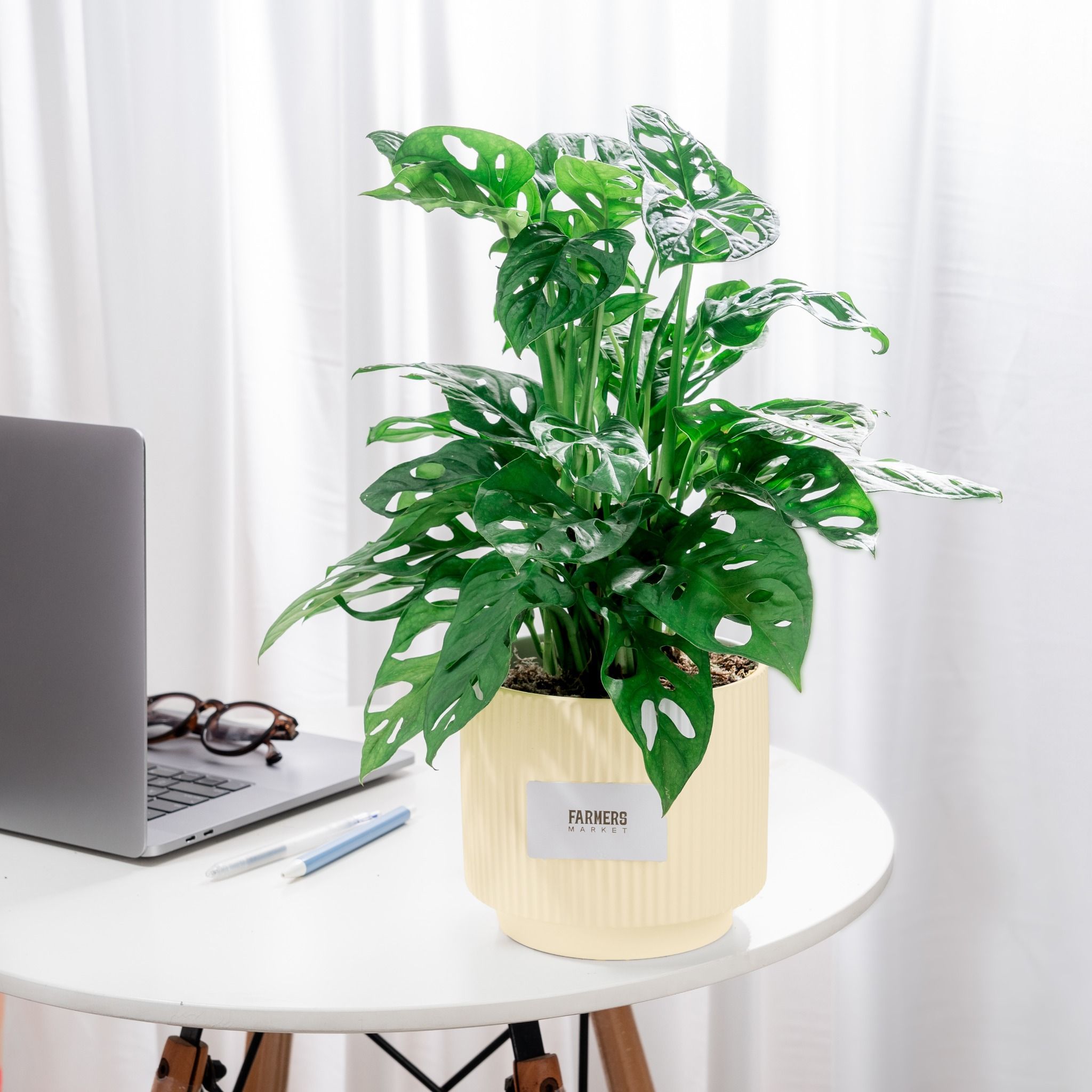 Chậu Cây Trầu Bà Vạn Lộc Đâm Chồi