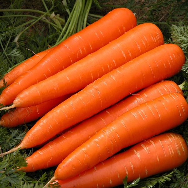 Cà rốt Đà Lạt loại 1