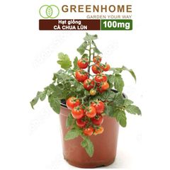 Hạt giống cà chua chịu nhiệt F1 ,gói 100mg, giống lùn, trồng chậu, ra nhiều quả, cây sinh trưởng nhanh T15