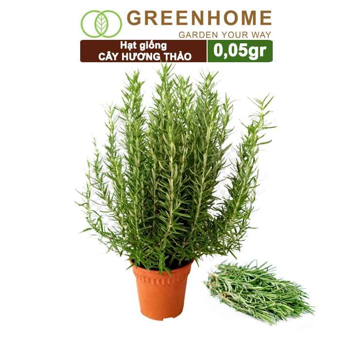 Hạt giống Cây hương thảo Greenhome, rosemary, gói 0,05gr, dễ trồng, thu hoạch quanh năm G06