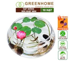 Hạt Giống Hoa Sen Nhật Mini, Gói 10 Hạt, Nhiều Màu, Dễ Trồng, Nảy Mầm Tốt, Tặng Kèm Hướng Dẫn H01