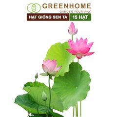 Hạt giống hoa Sen ta, gói 15 hạt, dễ trồng, bông to, tặng kèm hướng dẫn H11