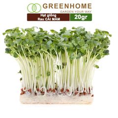 Hạt giống rau Cải mầm, gói 20g, dễ trồng, thu hoạch nhanh R10 |Greenhome