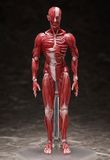  figma Human Anatomical Model 