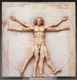  figma The Table Museum Vitruvian Man 