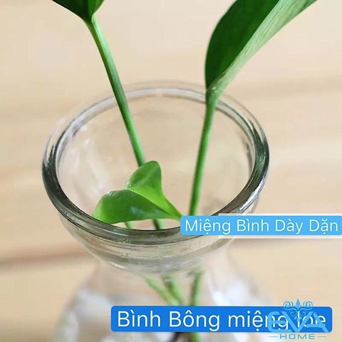  Bình Bông Lọ Hoa Thủy Tinh Miệng Loe Tặng kèm Dây Bố Trang Trí 