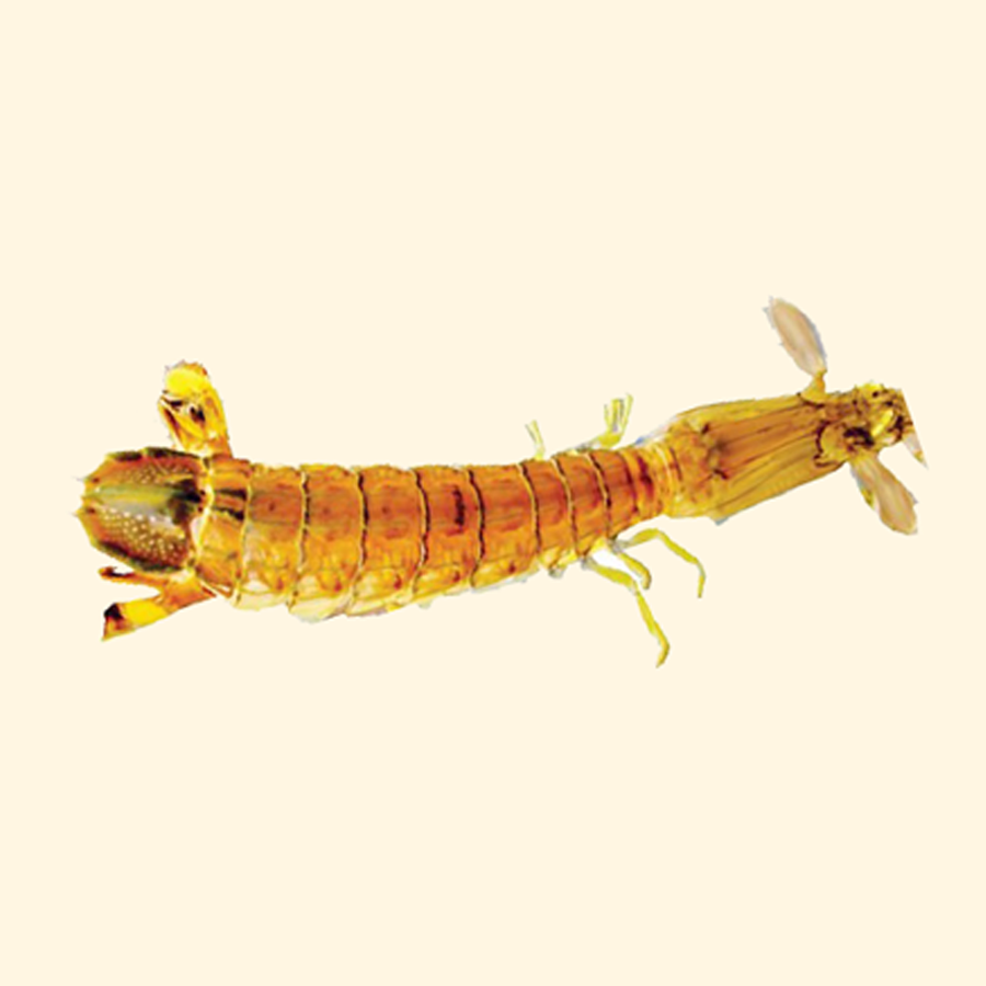 Tôm Tít (Bề Bề)