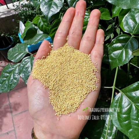  Kê nếp thuần chủng 1kg 