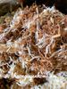 Ruốc gà nấm hữu cơ nhà làm siêu ngon