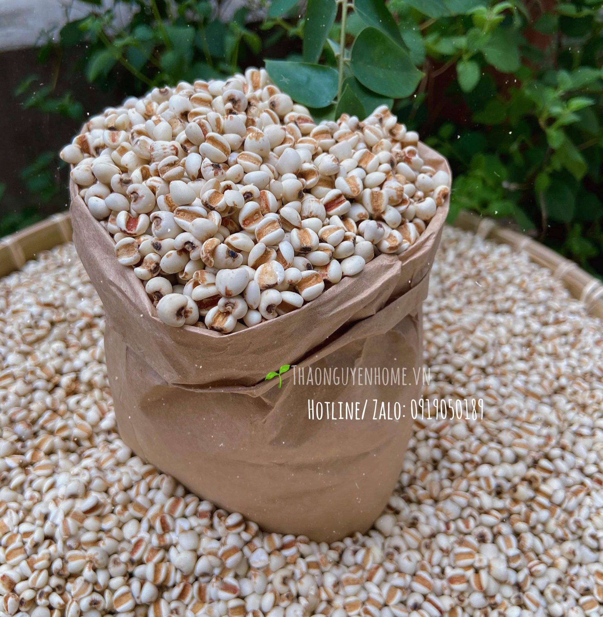 Ý dĩ nếp sạch hạt to mẩy nấu cháo ( hạt Barley )