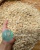 Ý dĩ nếp sạch hạt to mẩy nấu cháo ( hạt Barley )