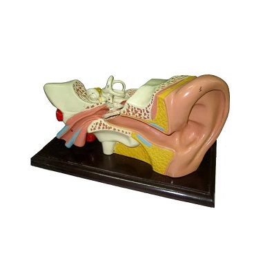 Mô Hình cấu tạo tai người