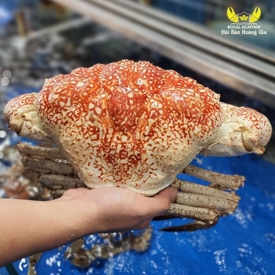Cua Tasmania (Cua Khổng Lồ Nam Úc)