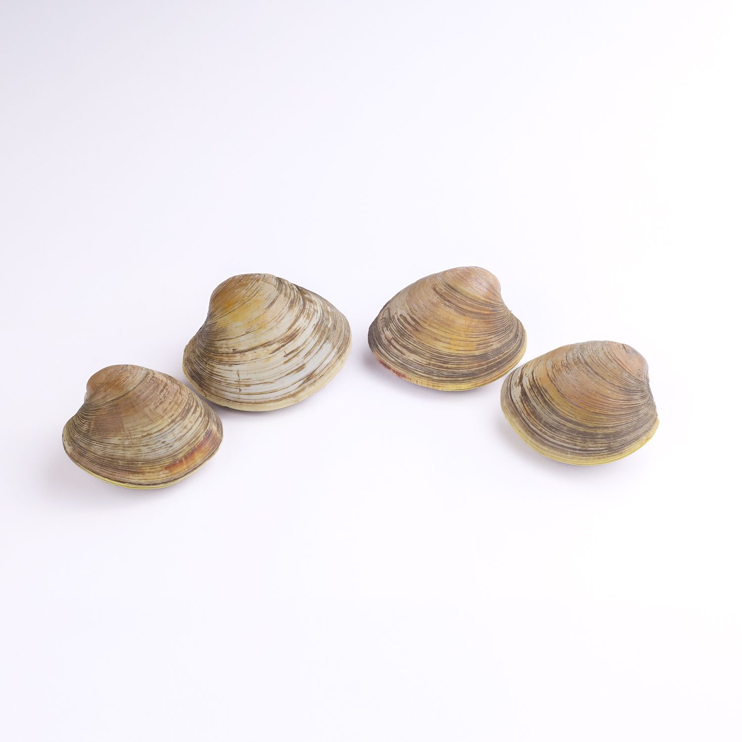 Ngao Hồng (Ngao sữa) - Sống