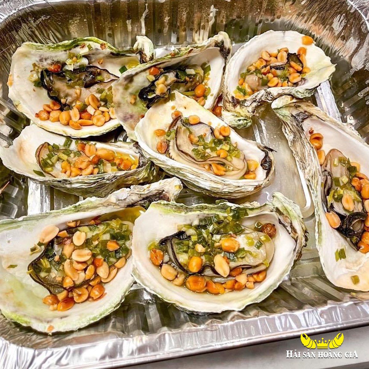 Hàu Giống Pháp - Sống