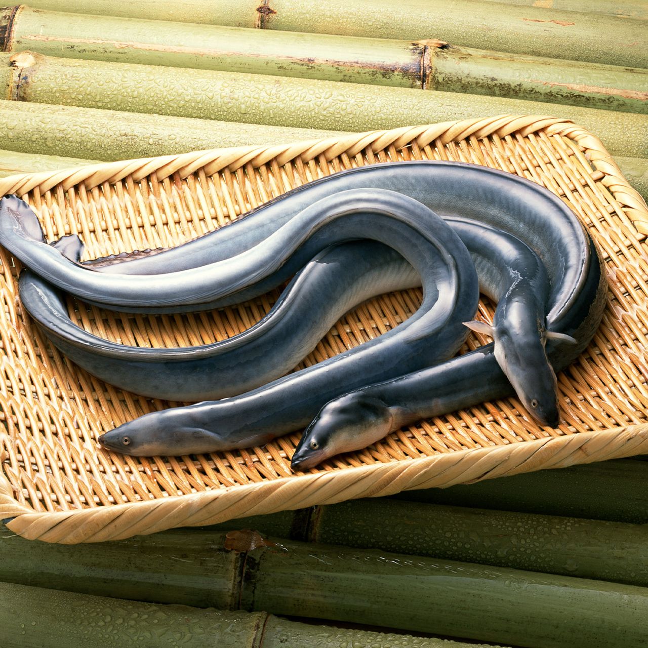 Cá Chình Đen - Sống