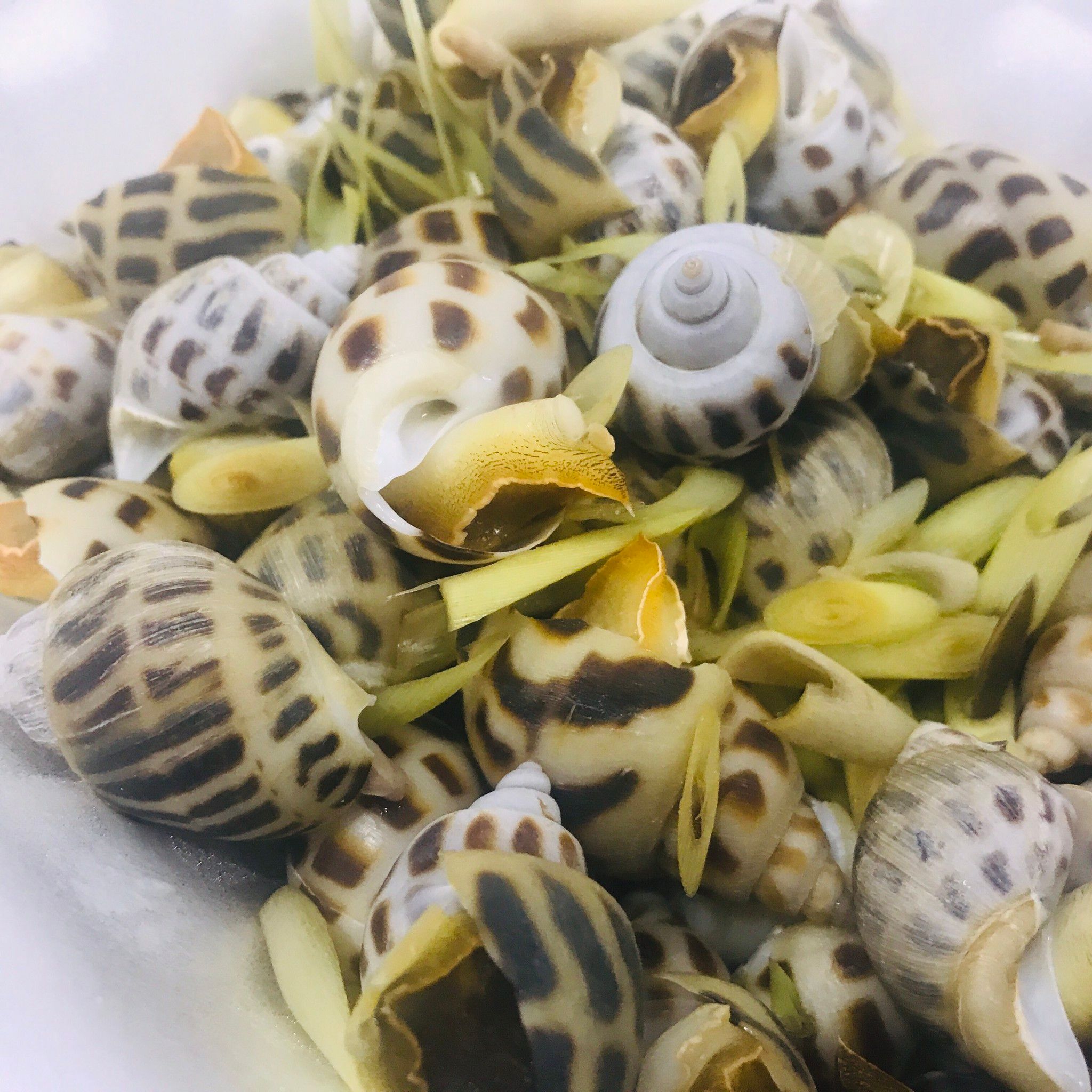 Ốc hương sữa