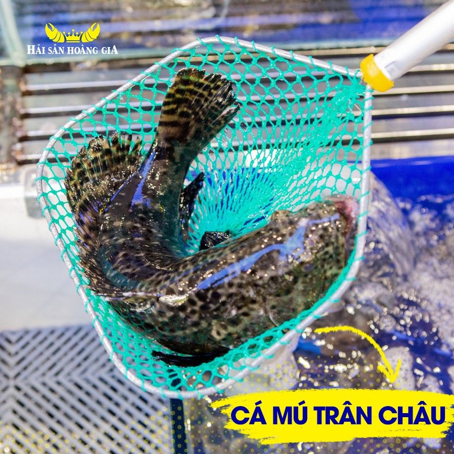  Cá Mú Trân Châu - Sống 