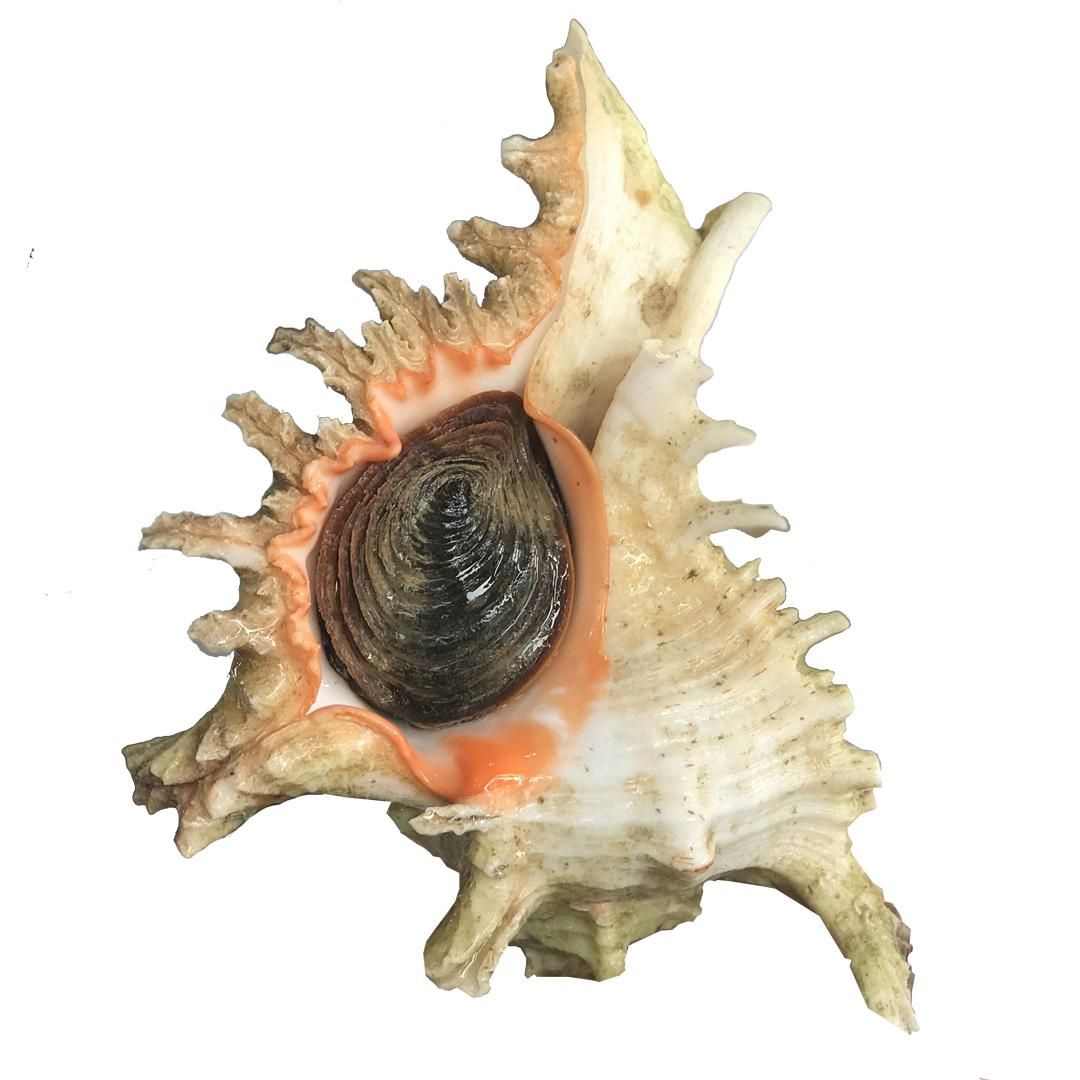 Ốc gai (kg)