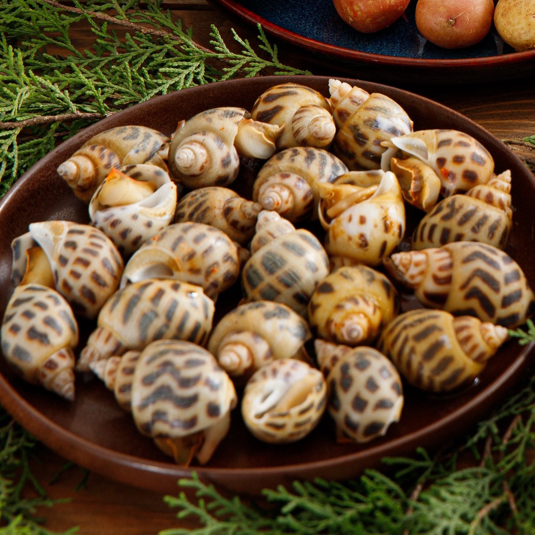 Ốc Hương Lớn (Size 20-50 Con/Kg) - Sống