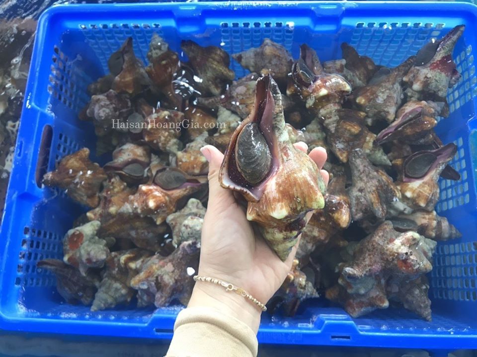 Ốc đỏ (kg)