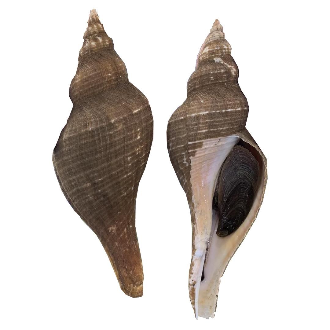 Ốc kèn (kg)