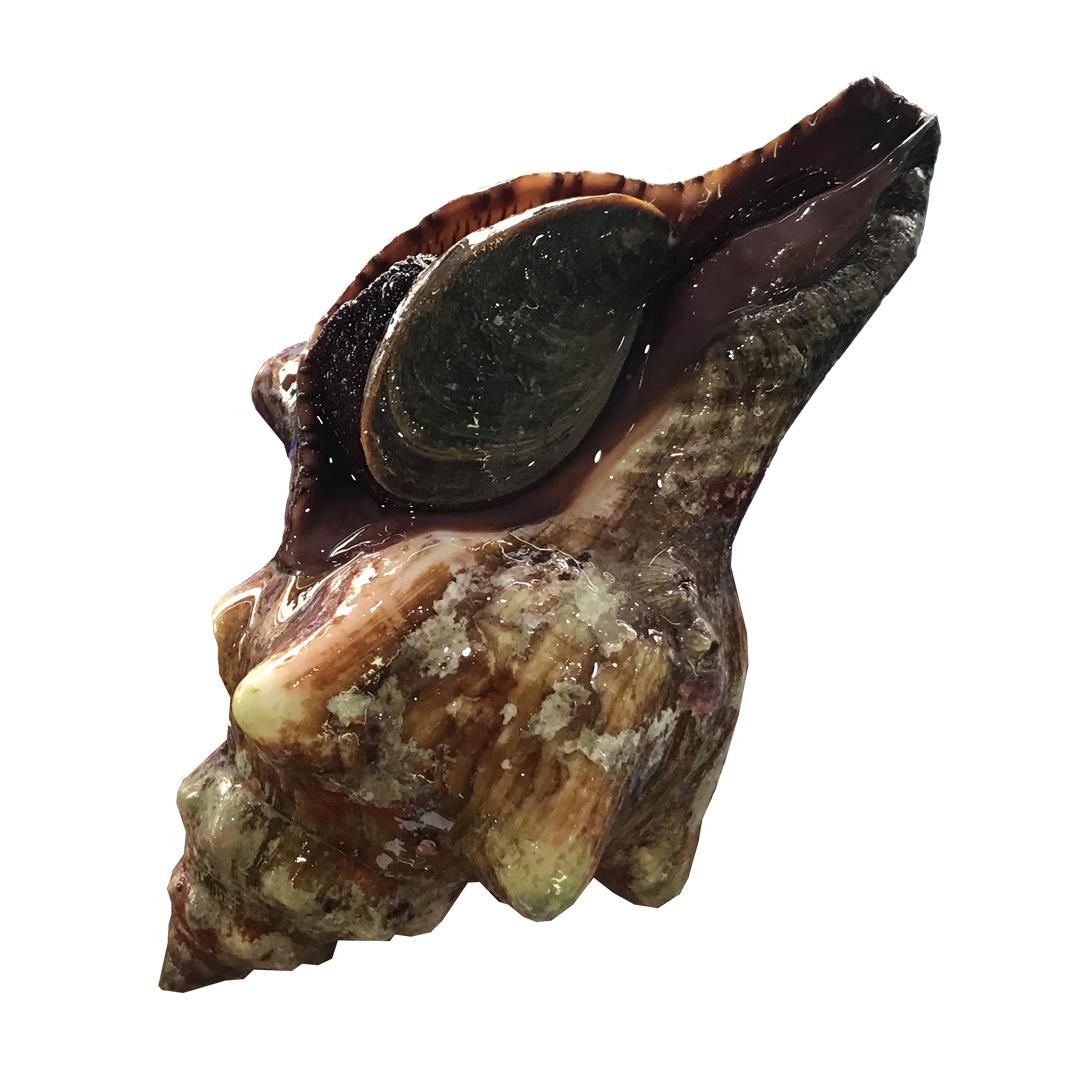 Ốc đỏ (kg)