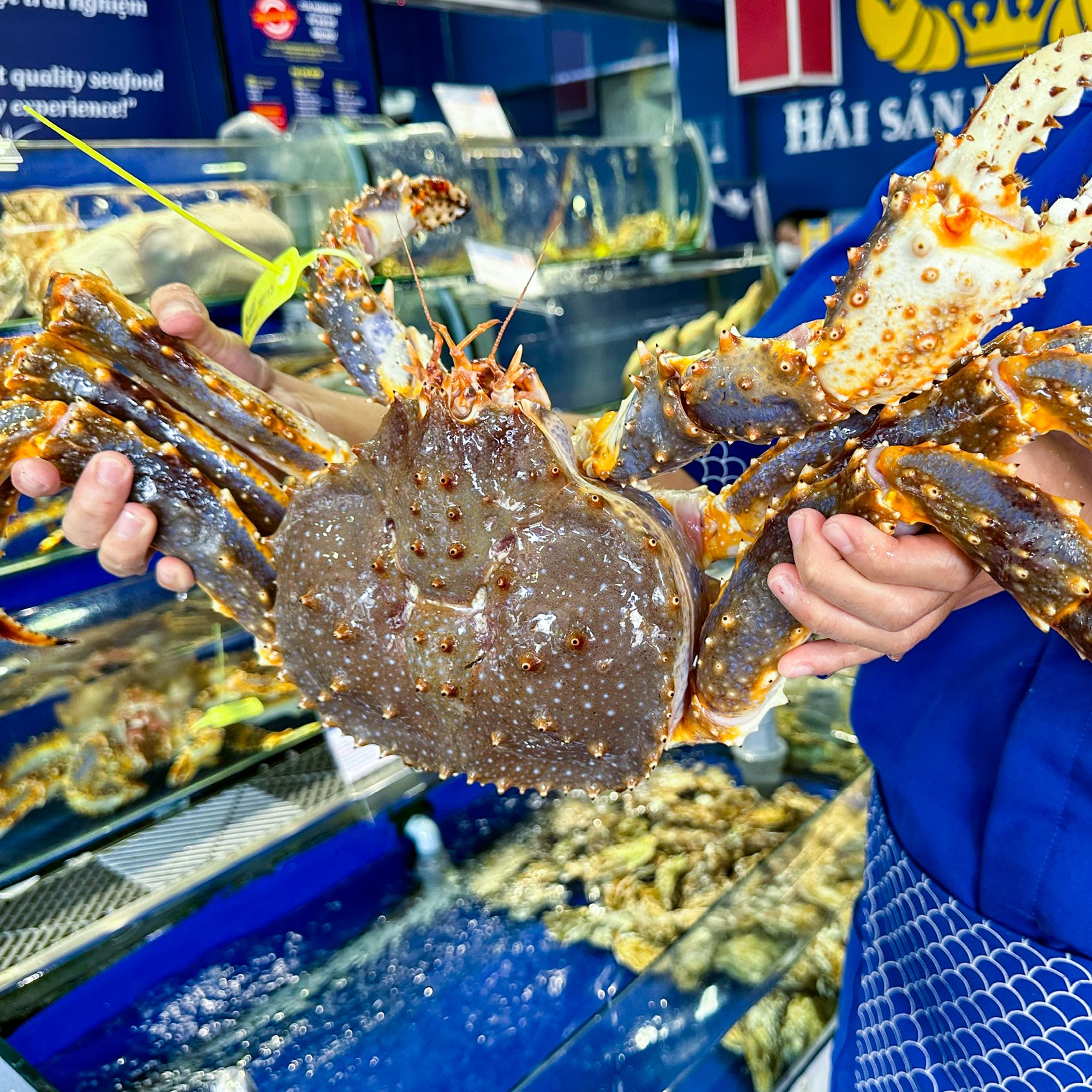  King Crab Xanh - Sống 